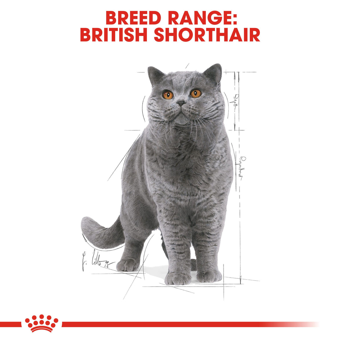 Royal Canin British Shorthair Wet Cat Food