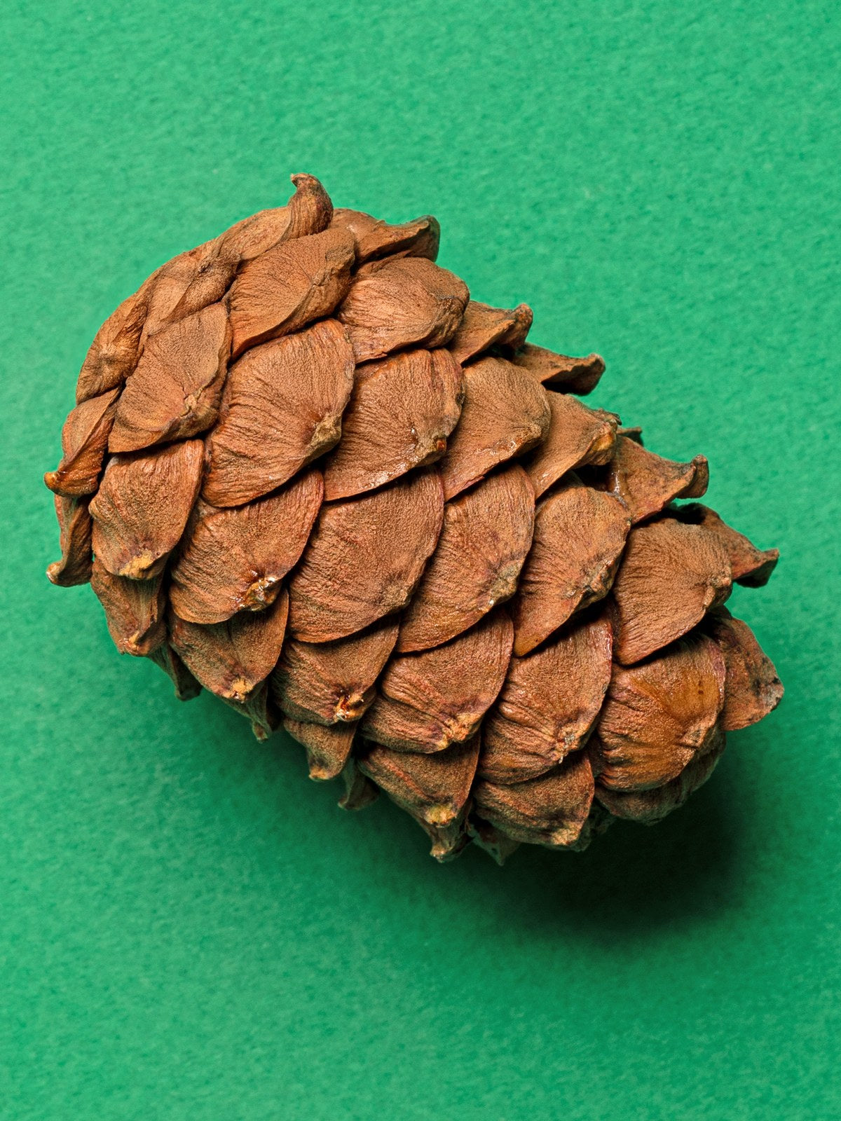 Little One treat-toy Cedar cone