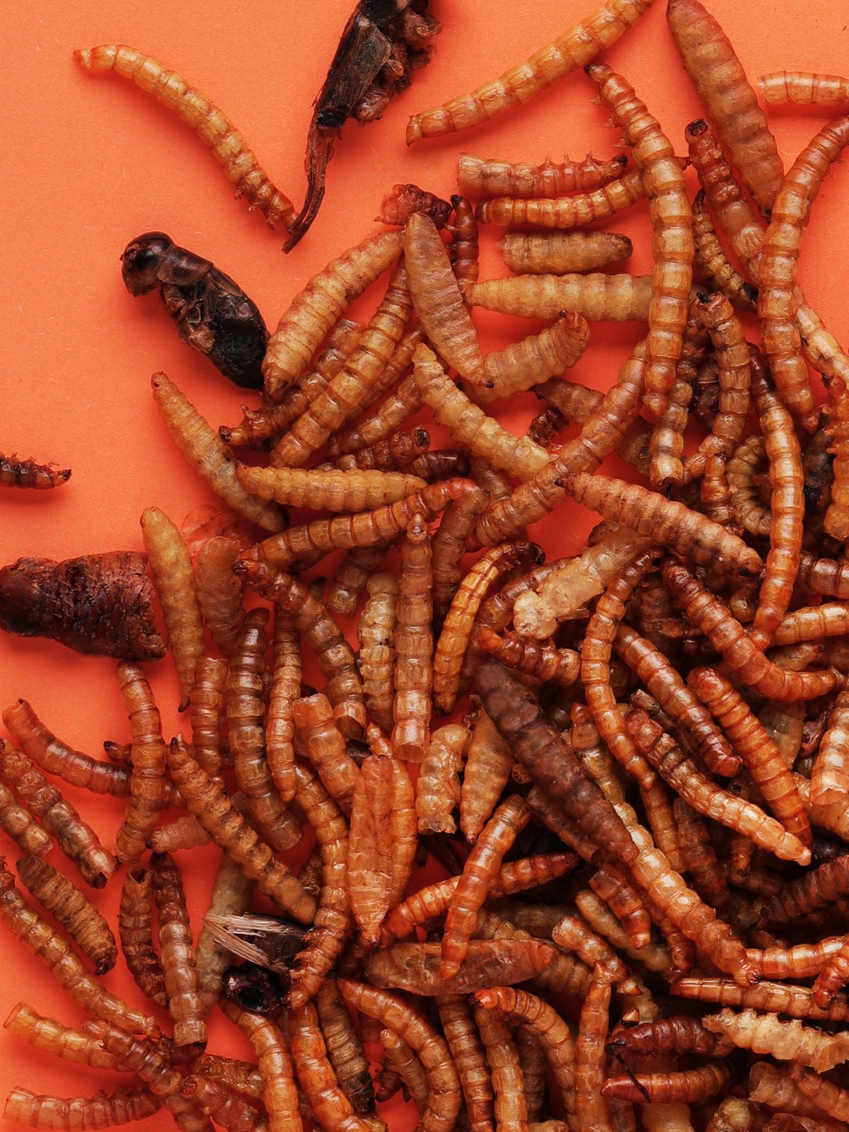 Little One snack Insect mix 75g