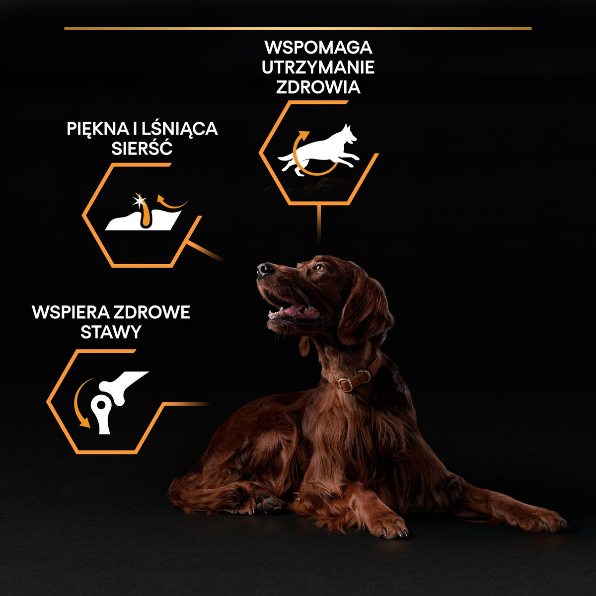 Purina Pro Plan Everyday Nutrition Large Athletic Adult, Dry Dog food with Chicken, 14 kg