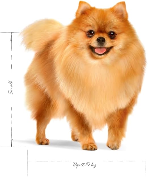 Royal Canin Small Mini Indoor Adult Dry Dog Food
