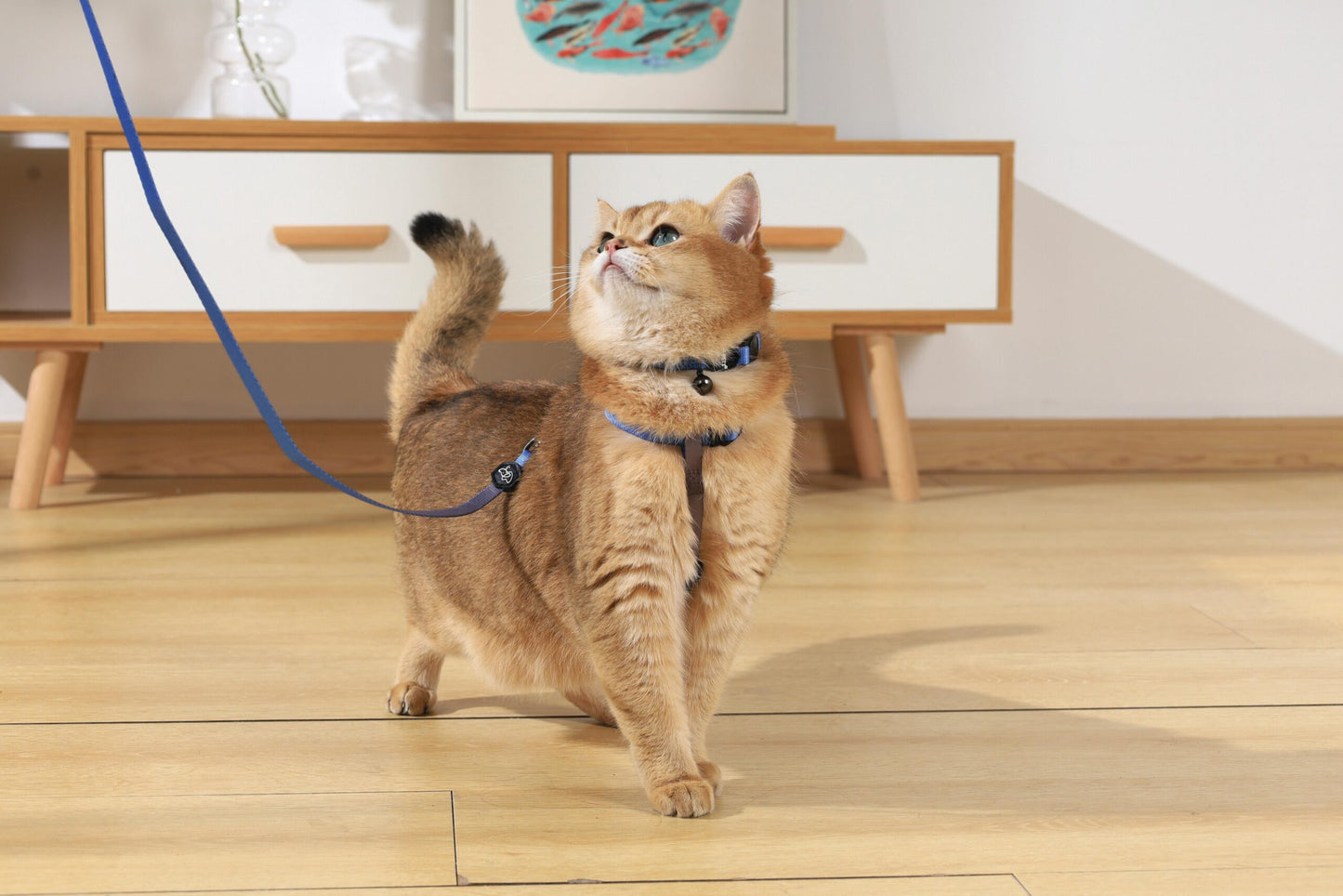 M-PETS Gentle Cat Collar