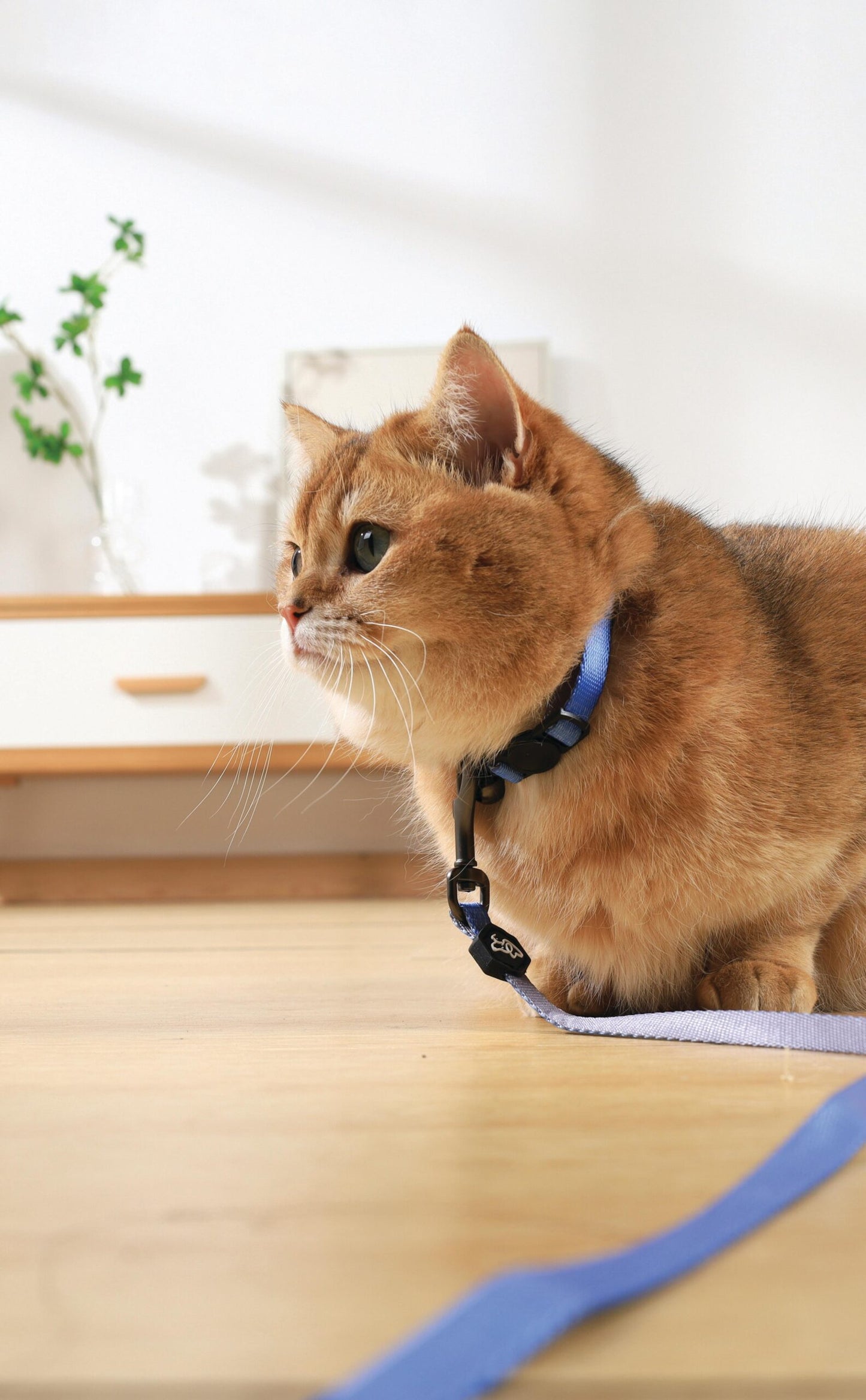 M-PETS Gentle Cat Collar