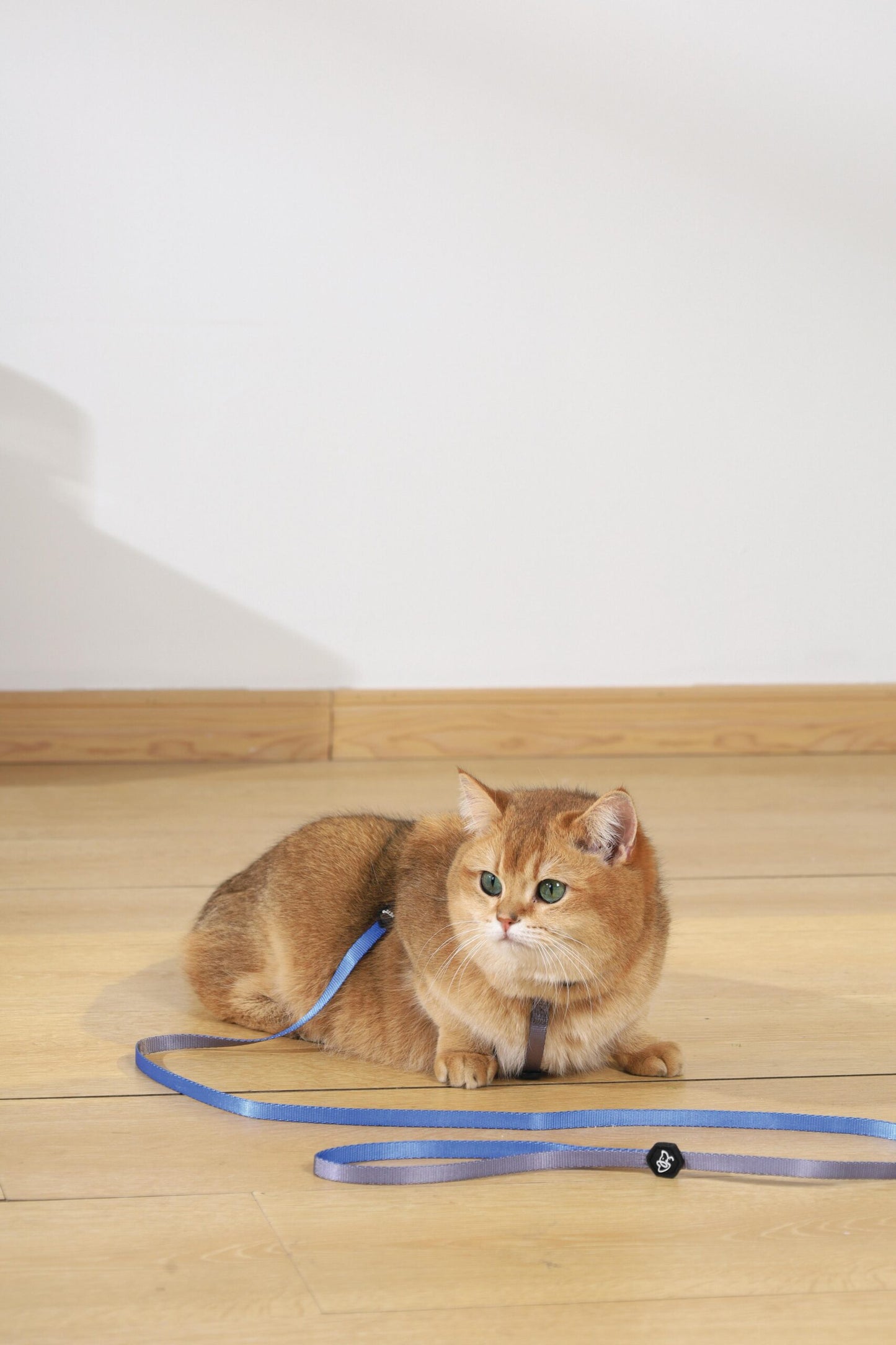 M-PETS Gentle Cat Collar