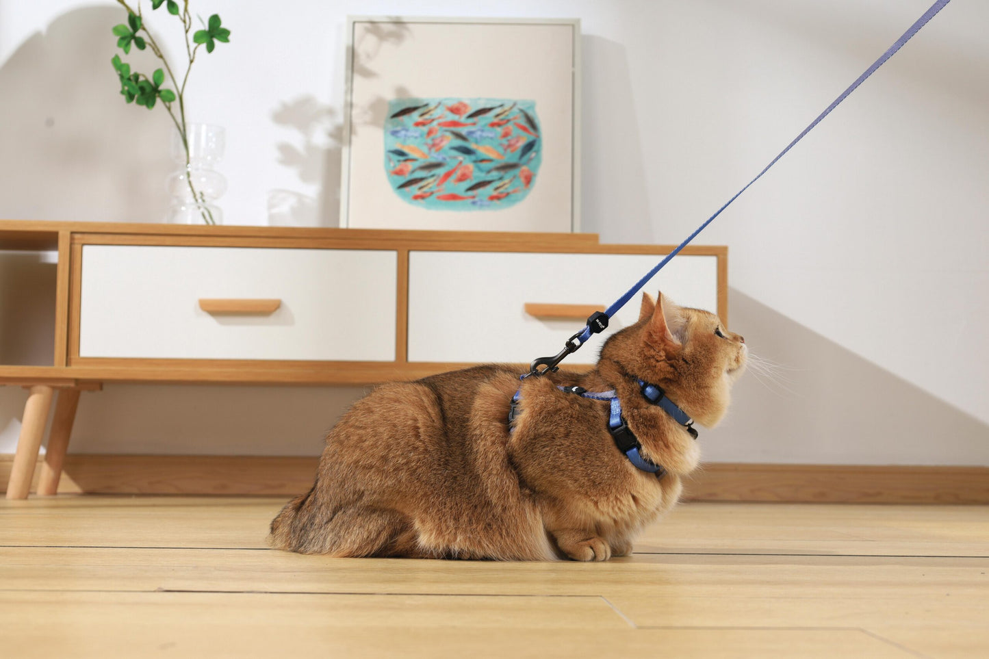 M-PETS Gentle Cat Collar