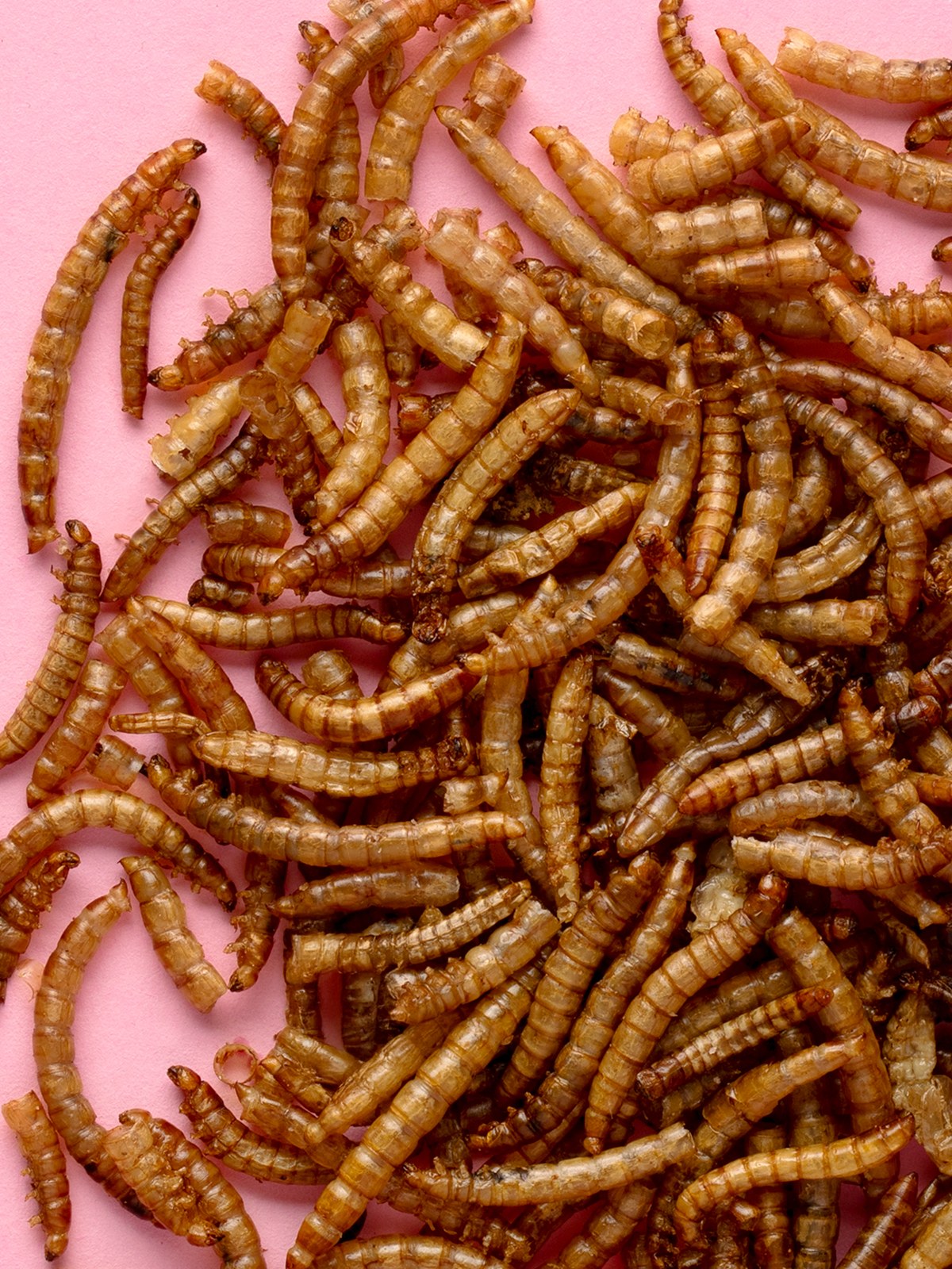 Little One snack Mealworms 70g
