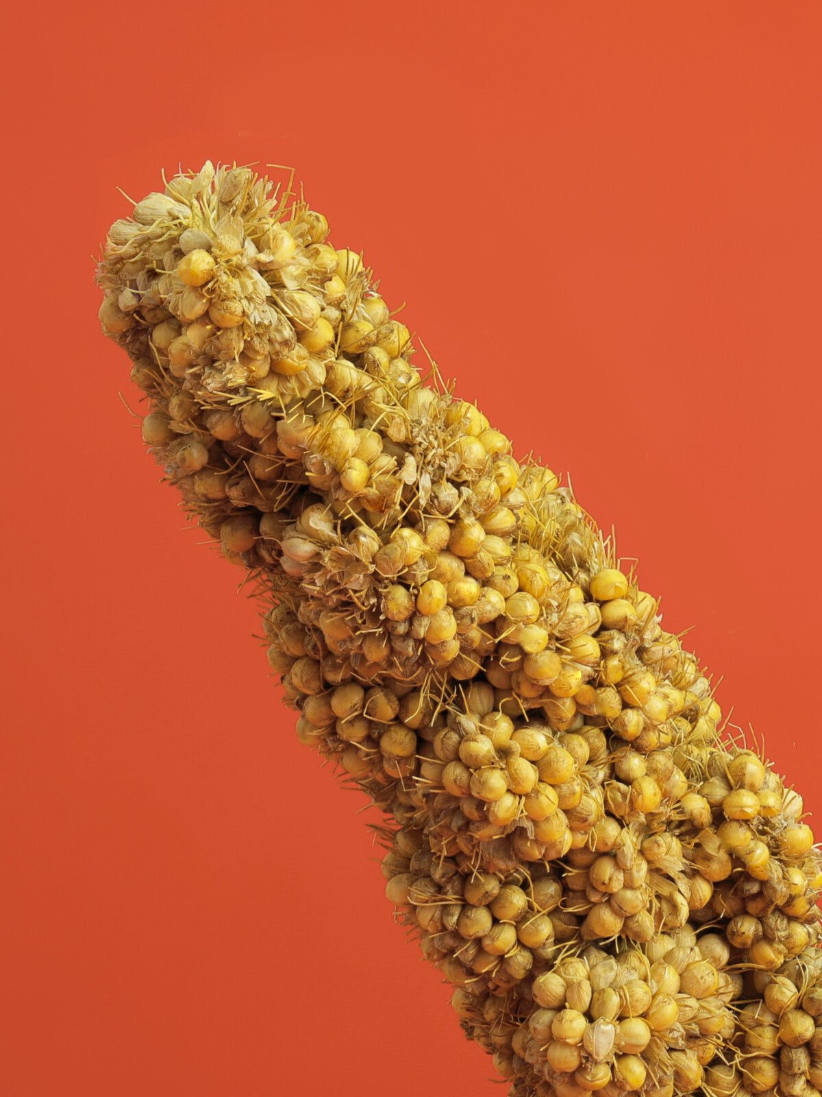 RIO Spray millet natural treat for all birds 100g