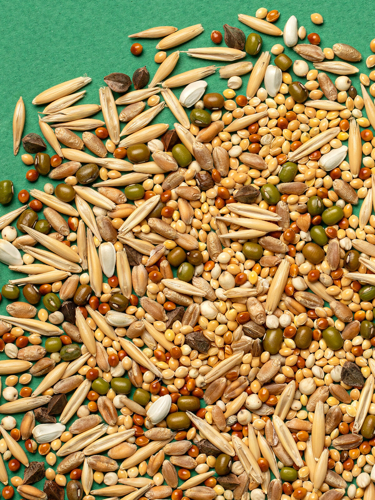 RIO Germination set 25g