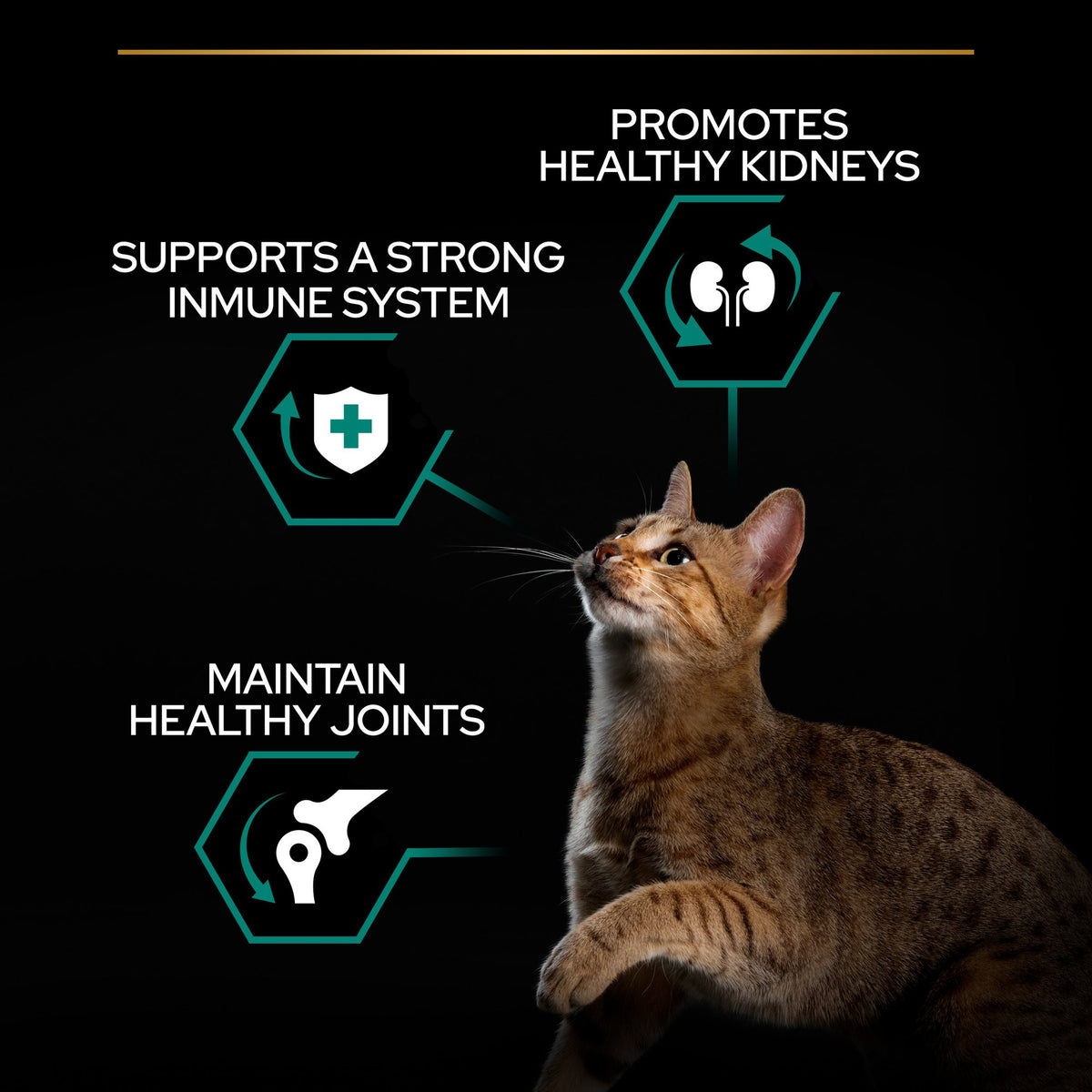 Purina Pro Plan Adult Renal Plus Everyday Dry Cat Food with Chicken, 10 kg