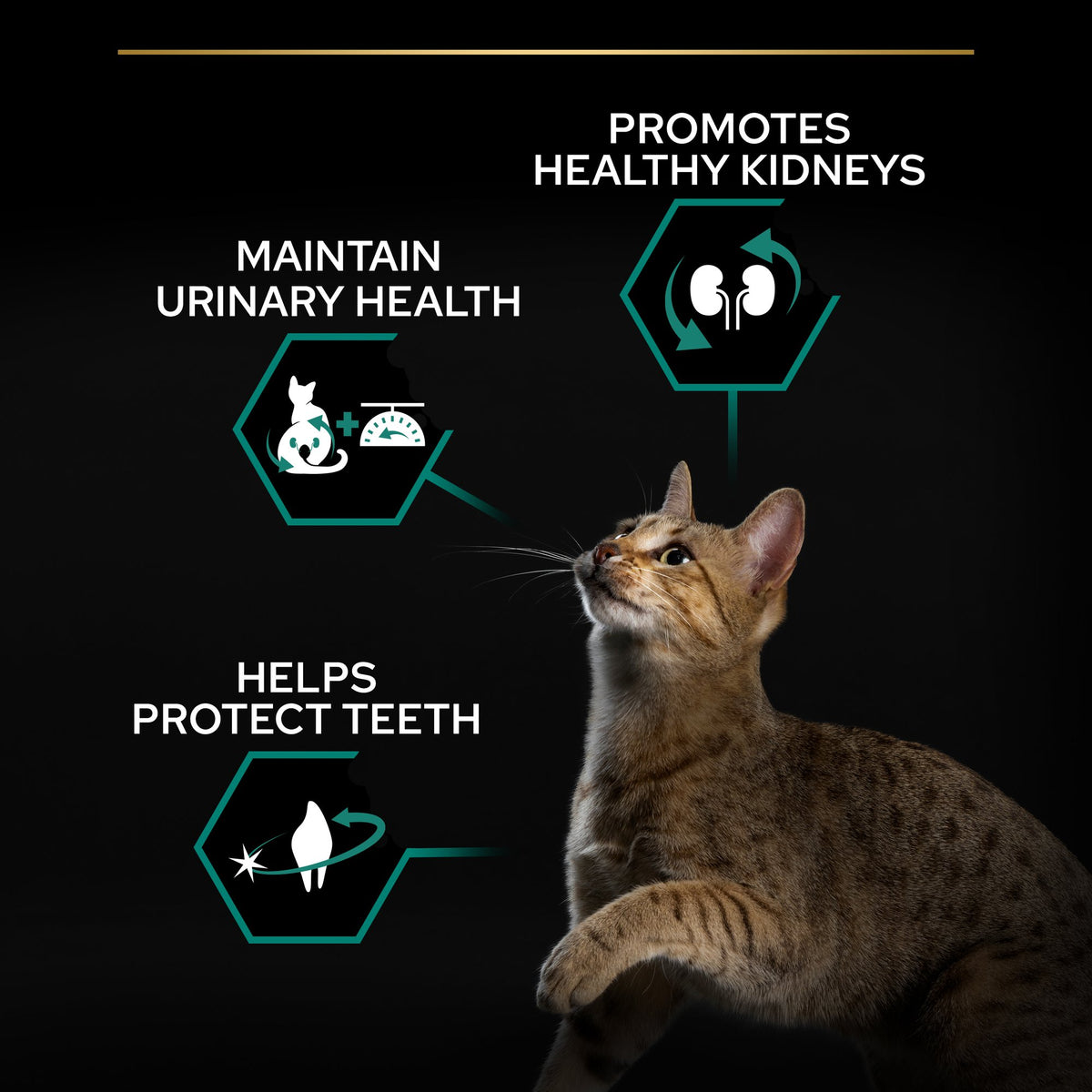 Purina Pro Plan Sterilised Adult Renal Plus Dry Cat Food with Turkey, 3 kg