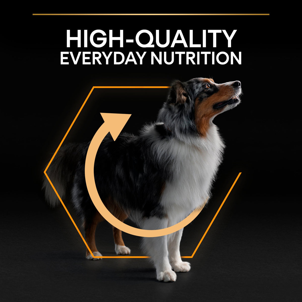 Purina Pro Plan Everyday Nutrition Medium Adult, Dry Dog food with Chicken, 14 kg