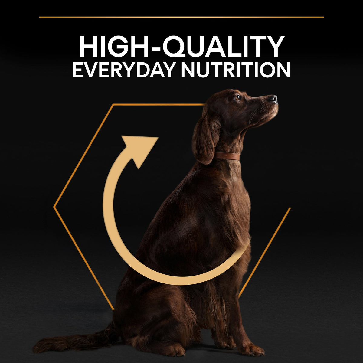 Purina Pro Plan Everyday Nutrition Large Athletic Adult, Dry Dog food with Chicken, 14 kg