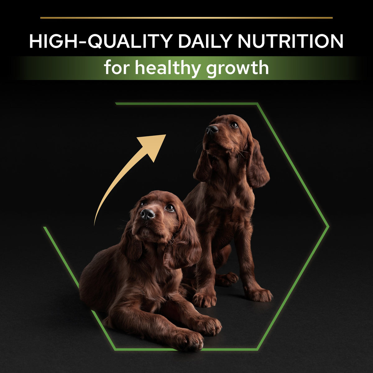 Purina Pro Plan Healthy Start Large Athletic Puppy, Dry Dog food with Chicken, 3 kg
