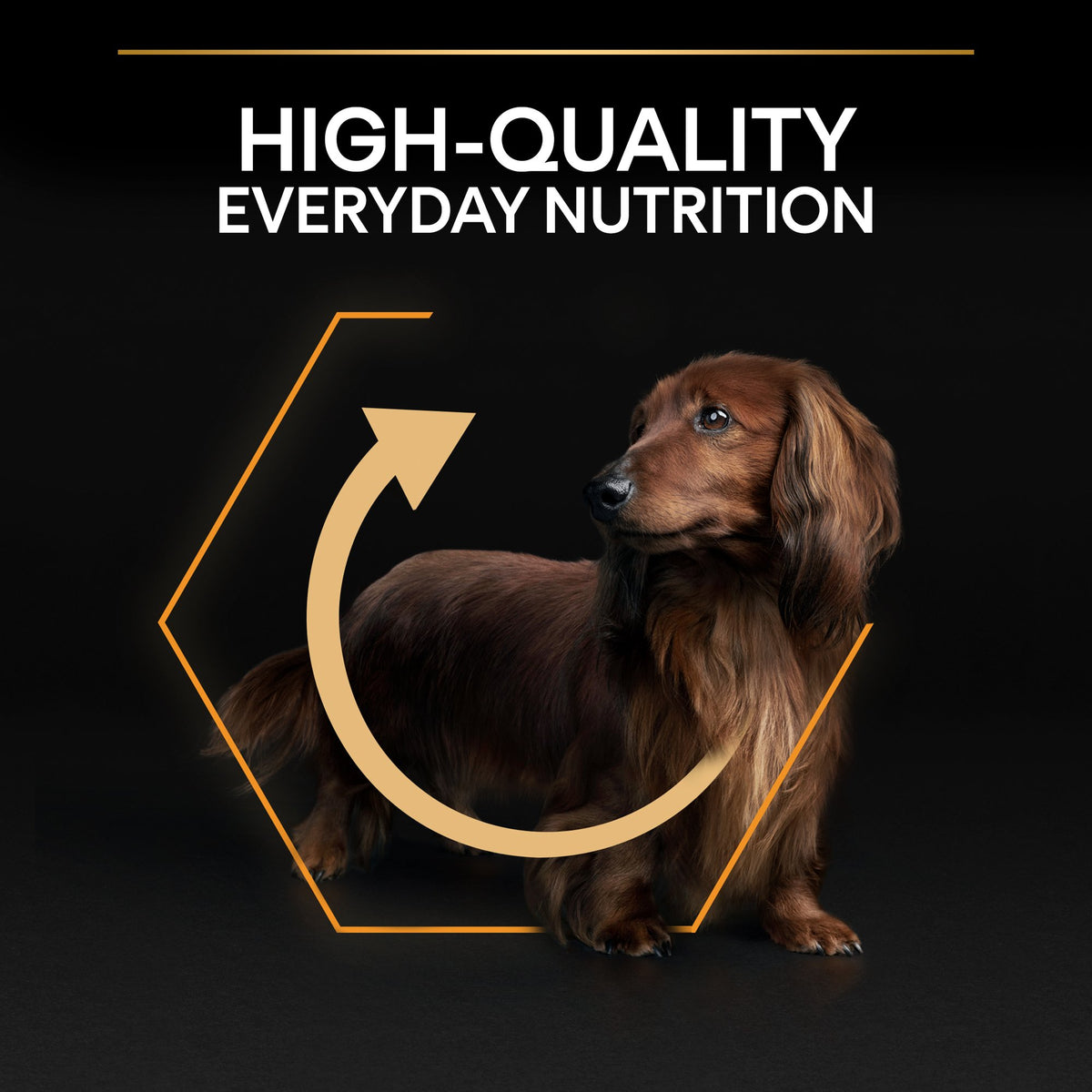 Purina Pro Plan Everyday Nutrition Small and Mini Adult, Dry Dog food with Chicken, 3 kg