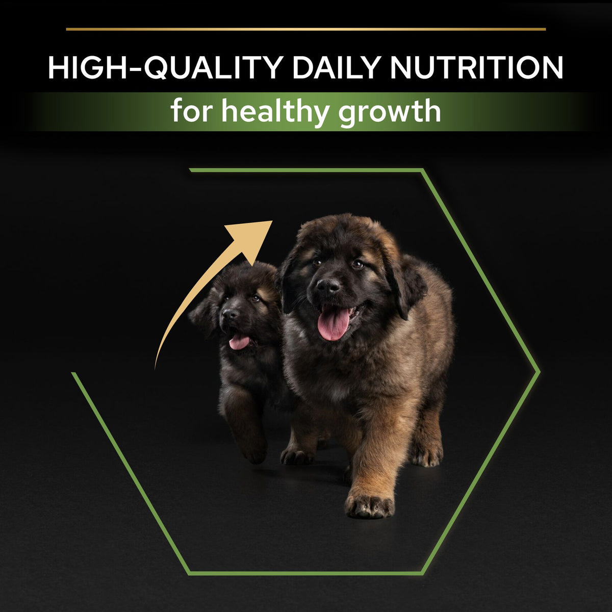 Purina Pro Plan Healthy Start Large Robust Puppy, Dry Dog food with Chicken, 12 kg