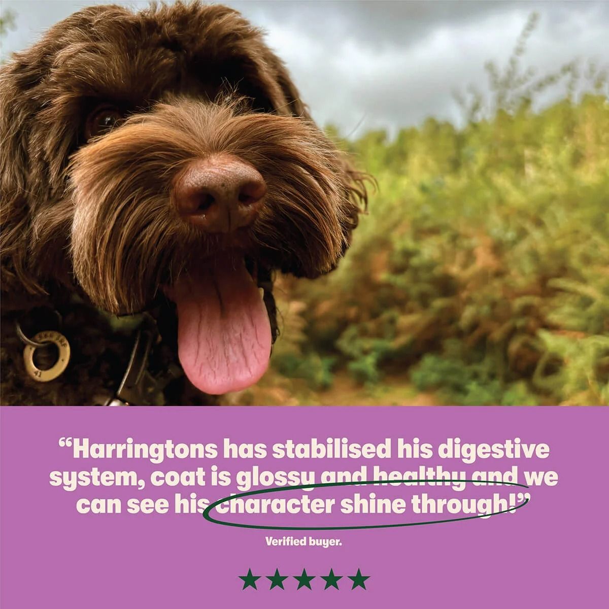 Harringtons Complete Lamb & Rice Adult Dry Dog Food 1.7KG