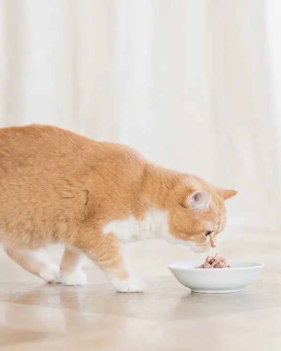 Schesir Cat Wet Food-Tuna With Mahi 85g