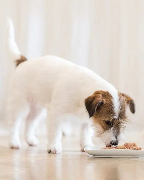 Schesir Dog Wet Food Can-Tuna with Peas 85g