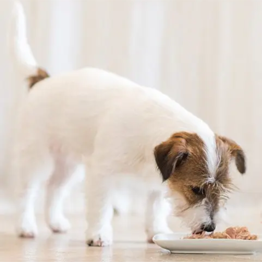 Schesir Dog Wet Food-Chicken Fillets With Lamb 340g