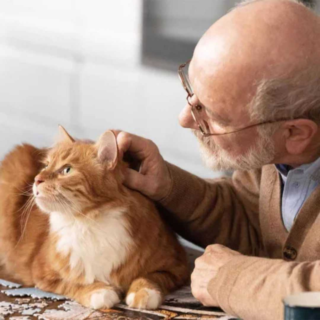 Prestige Adult Turkey Dry Cat Food